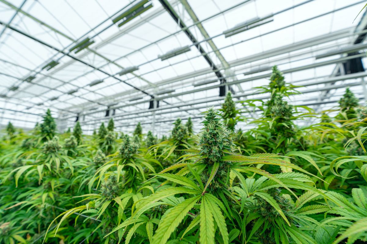 cannabis mergers and acquisitions, cannabis mergers, cannabis acquisitions, new upcoming mergers in cannabis industry, acquisitions in cannabis industry