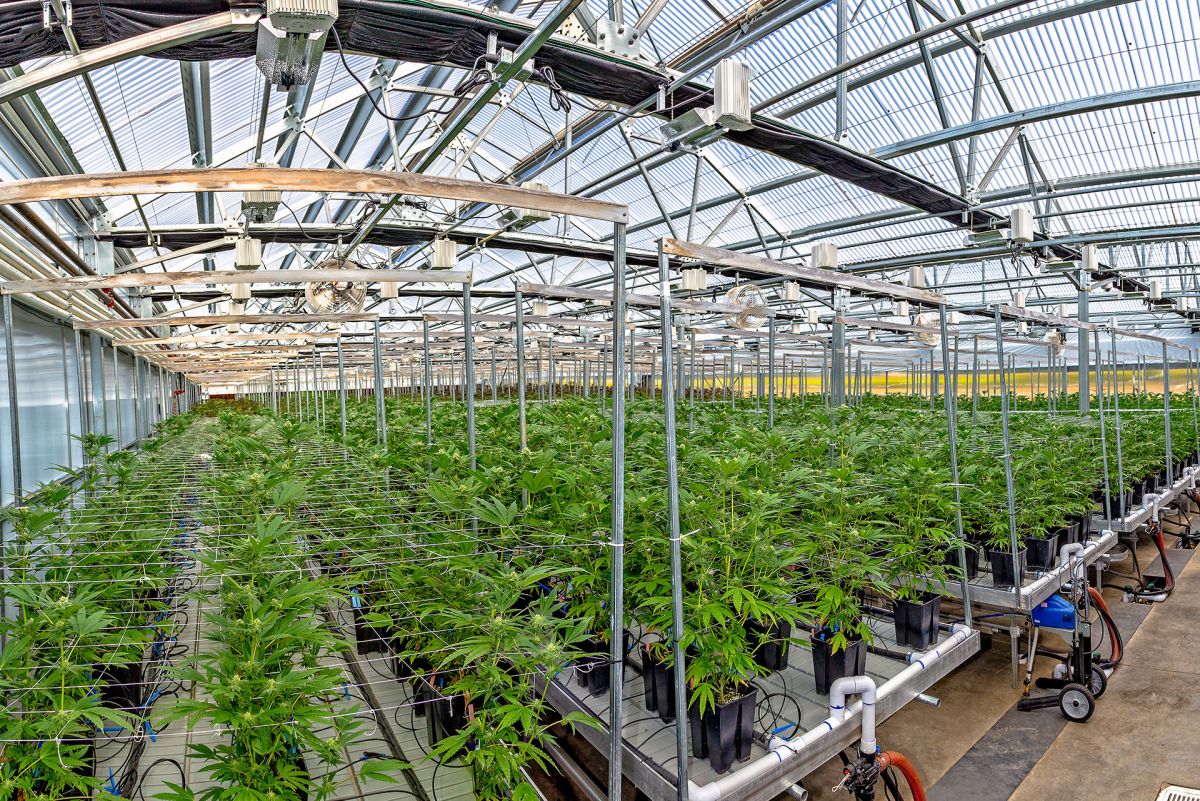 marijuana real estate | commercial grow facility | commercial grow license | commercial grow facilities