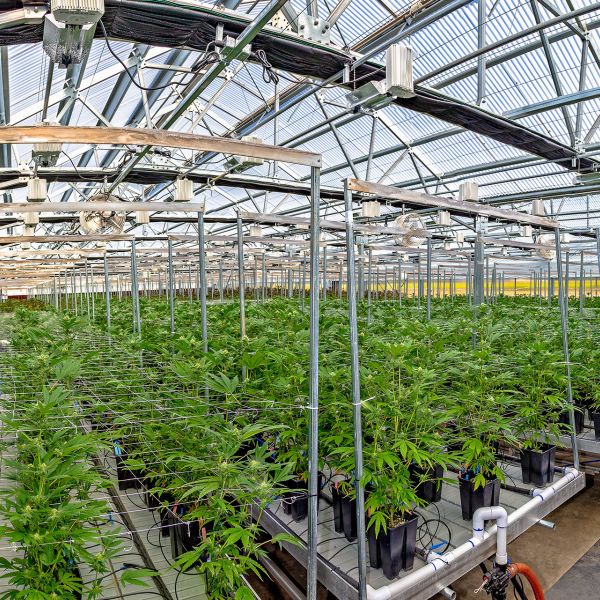 marijuana real estate | commercial grow facility | commercial grow license | commercial grow facilities