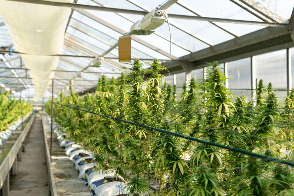 starting a cannabis business, starting a grow house, starting a commercial greenhouse, cannabis business financing